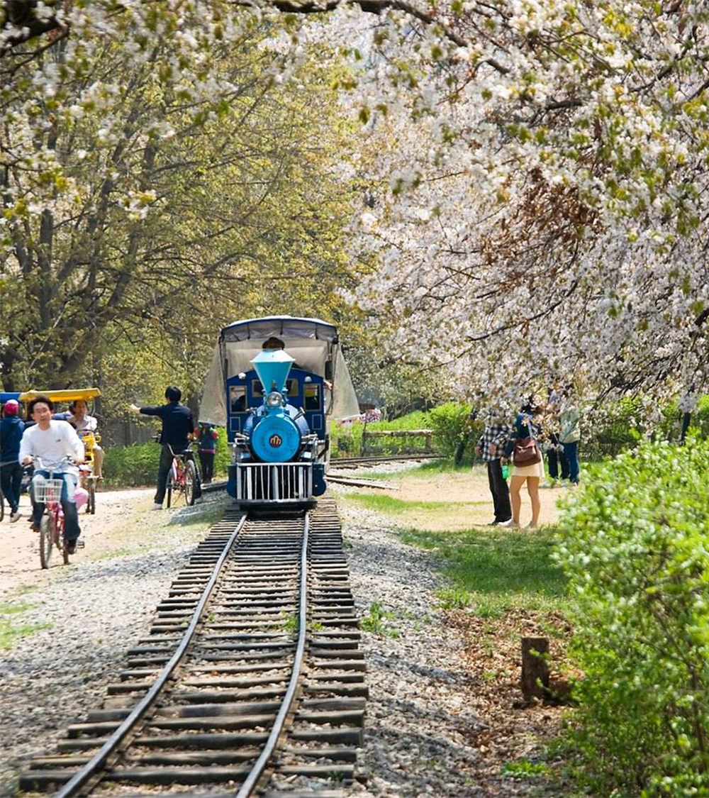 SEOUL - JEJU - CAMELLIA HILL - EVERLAND