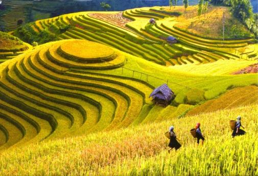 Tour Mù Cang Chải mùa vàng – Tú Lệ – Khau Phạ 2 ngày 1 đêm
