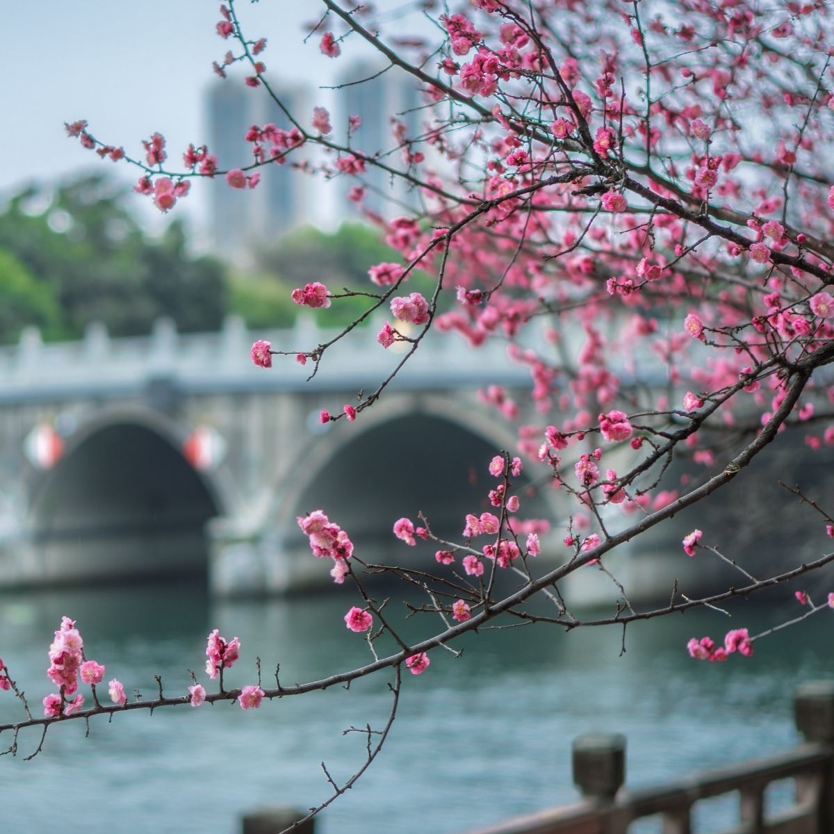 🌸 ĐÓN ĐẦU MÙA XUÂN: 31 VISA TRUNG QUỐC "CẬP BẾN" RỰC RỠ! 🌸