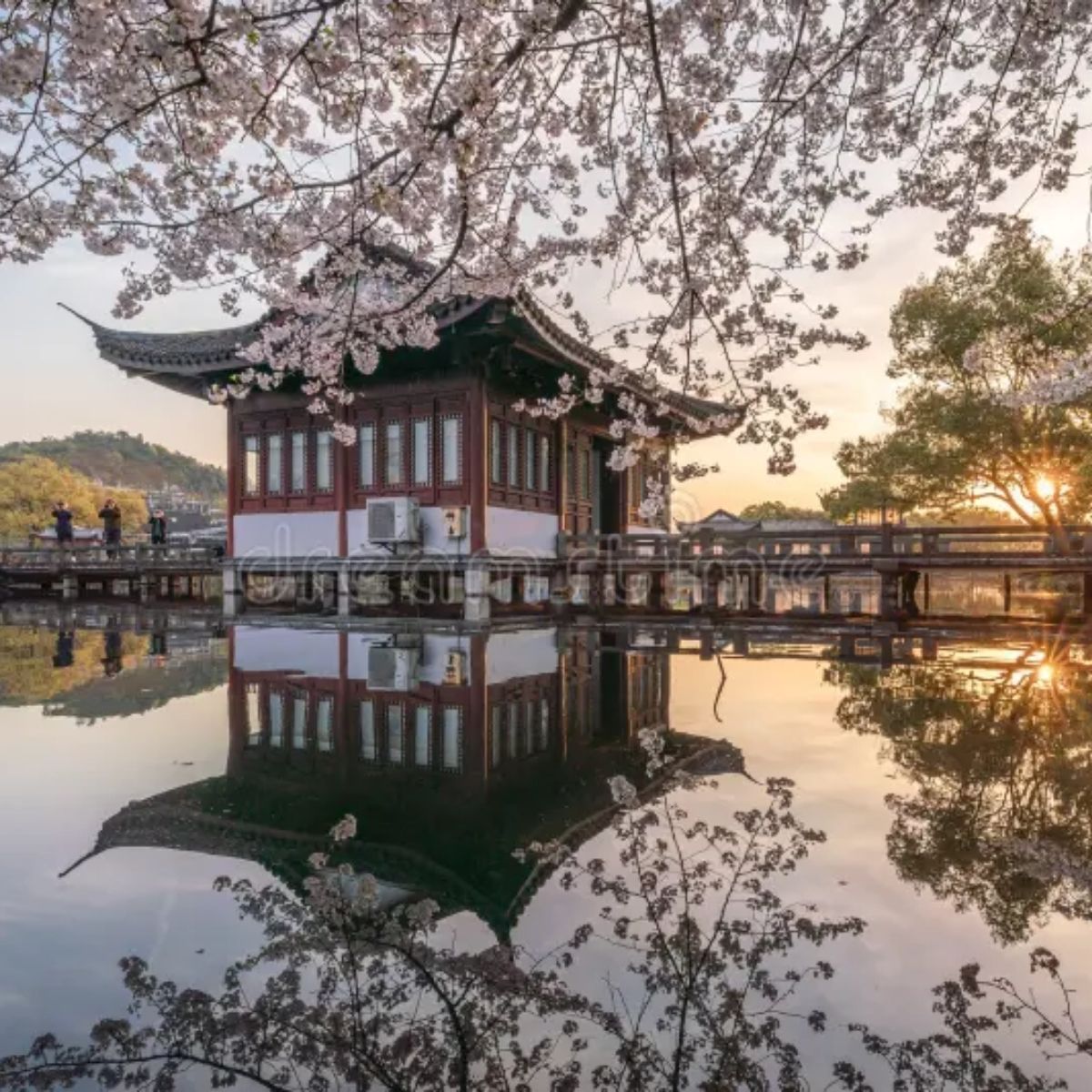 🌸 DƯỚI TÁN ĐÀO XUÂN: CHÚC MỪNG 39 VISA TRUNG QUỐC "VỀ ĐÍCH" RỰC RỠ!