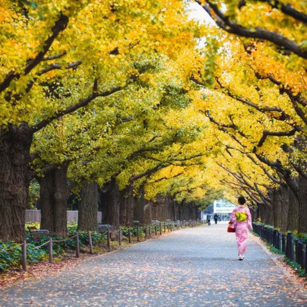 2 TẤM VÉ VISA NHẬT BẢN SẴN SÀNG KHỞI HÀNH CHO CHUYẾN HÀNH TRÌNH SĂN LÁ VÀNG!