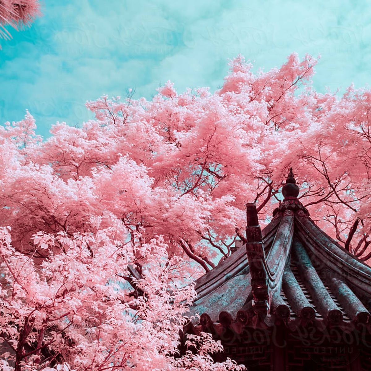 🧧 KHAI XUÂN RỰC RỠ: 37 VISA TRUNG QUỐC ĐỒNG LOẠT "VỀ ĐÍCH" CẬN TẾT! 🧧