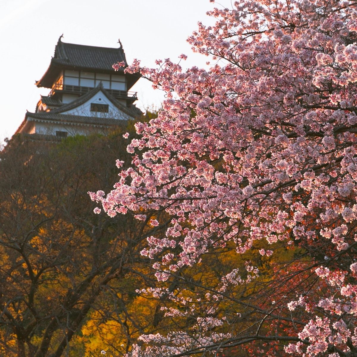 🌸 CÁNH CỬA TRUNG HOA RỘNG MỞ: CHÚC MỪNG 37 TẤM VISA ĐÃ TÌM ĐƯỢC CHỦ NHÂN CỦA MÌNH! 🌸