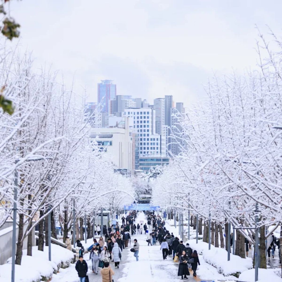 ✨CHÚC MỪNG VỊ KHÁCH SỞ HỮU "TẤM VÉ QUYỀN LỰC" - VISA HÀN QUỐC MULTI 5 NĂM! 💎