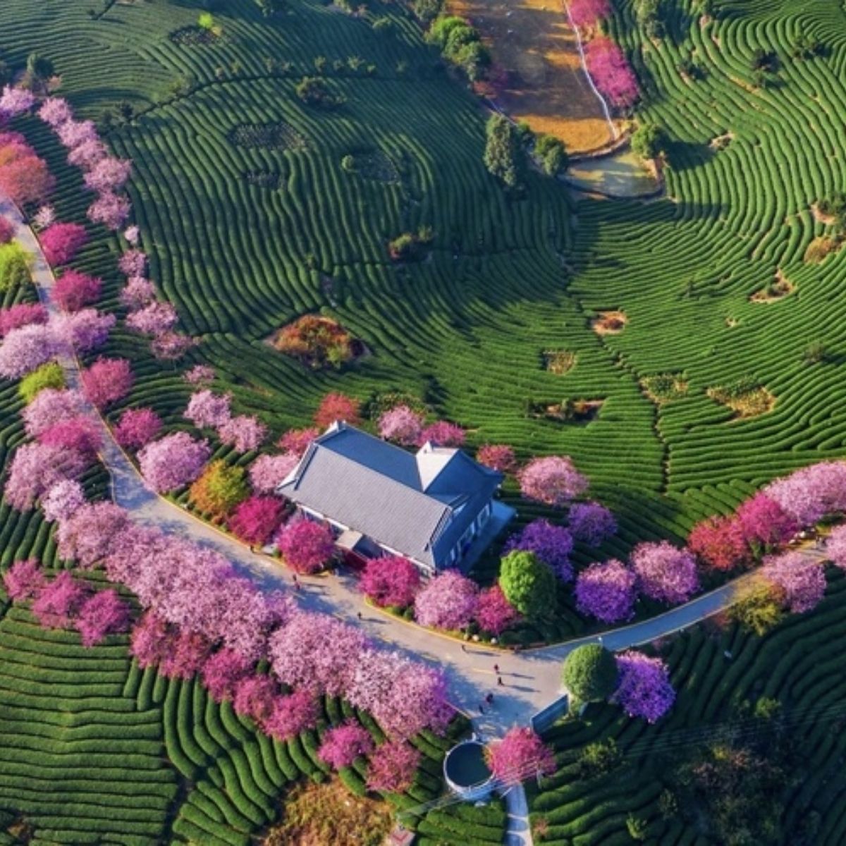 🔥 BÙNG NỔ LỘC XUÂN: 25 VISA TRUNG QUỐC ĐÃ "CẬP BẾN" RỰC RỠ! 🔥