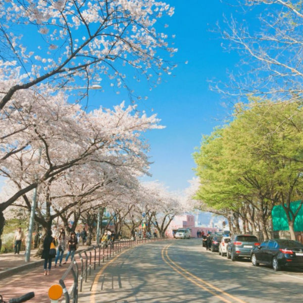 🌸DẠO BƯỚC KHAI XUÂN: CHÚC MỪNG 3 TẤM VISA HÀN QUỐC ĐÃ CHÍNH THỨC "CẬP BẾN"!