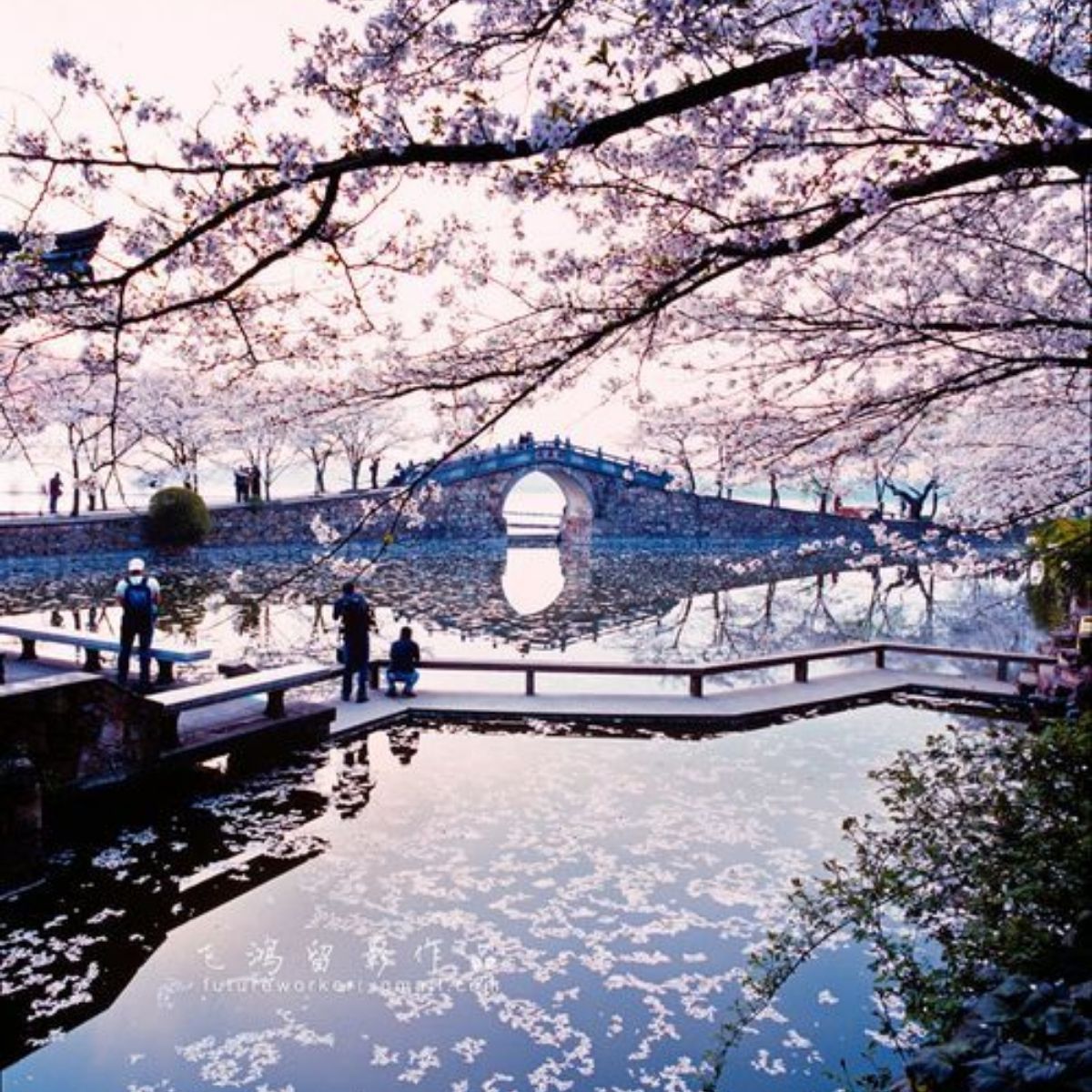 🌸 KHAI XUÂN ĐẠI THẮNG: 32 VISA TRUNG QUỐC "VƯỢT ẢI" TIẾN ĐẾN MÙA HOA RỰC RỠ TẠI TRUNG HOA! 🌸