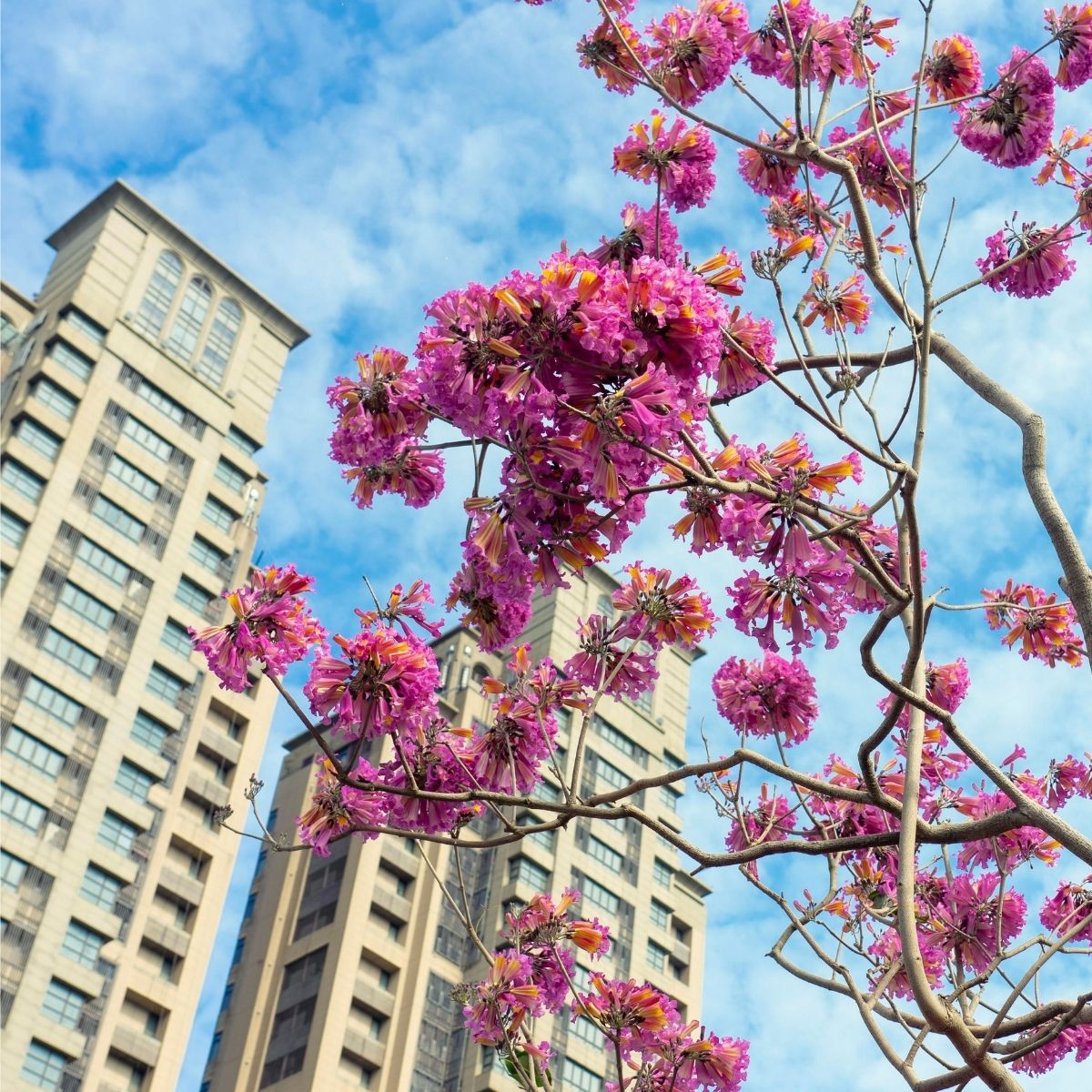 🏮 LỄ HỘI ĐÀI LOAN VẪY GỌI: CHÚC MỪNG 2 VISA CHÍNH THỨC "CẬP BẾN"! 🏮