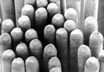 Bàn chải đánh răng Foramen Junior kèm quà tặng 6 puntasred