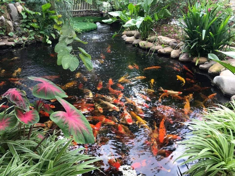 Những yếu tố cần lưu ý khi thi công chống thấm hồ cá Koi