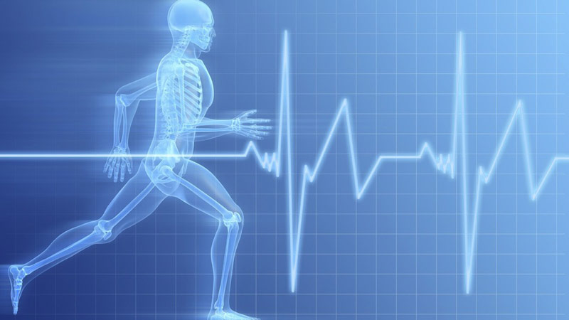 Nhịp tim con người