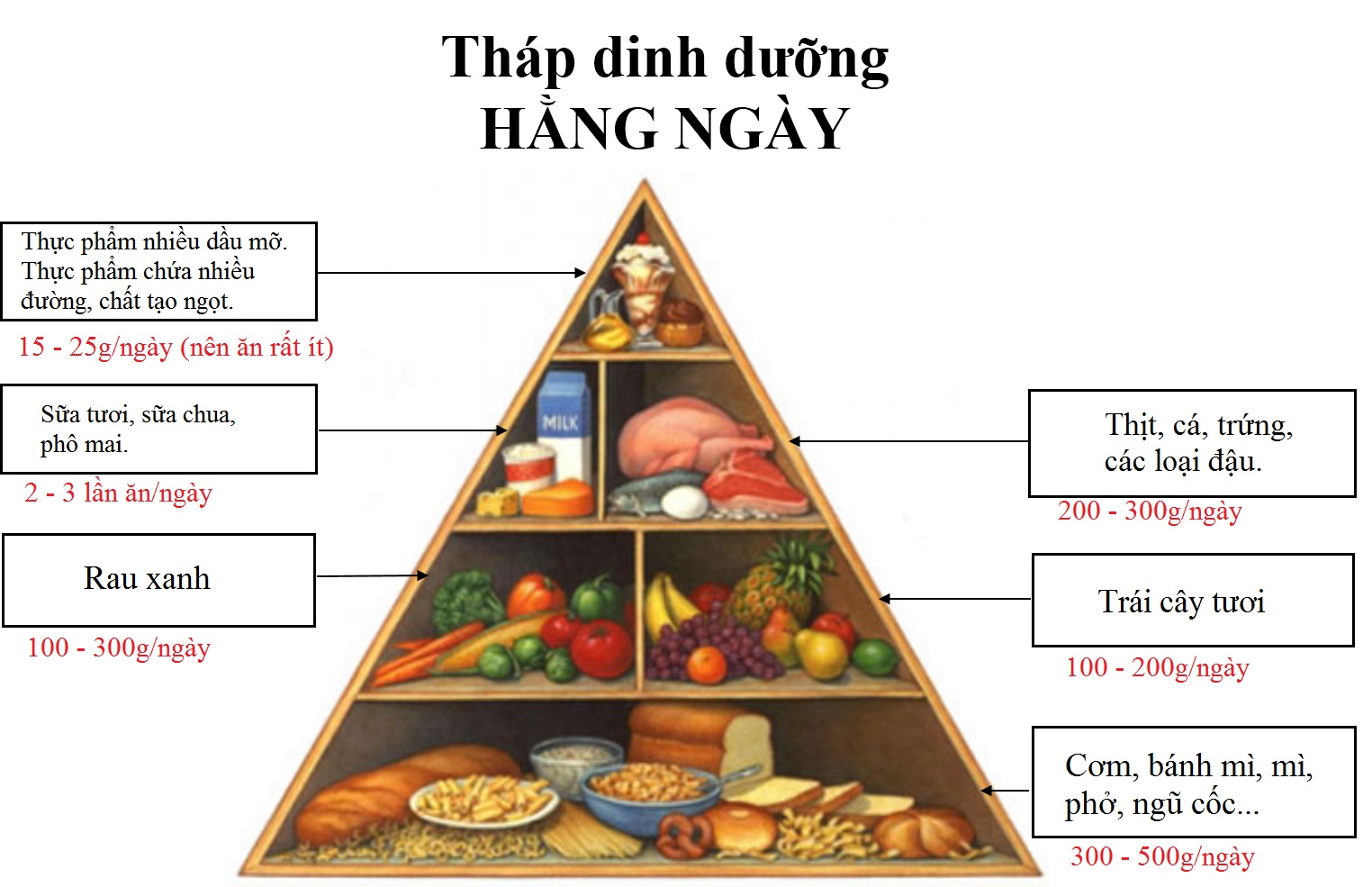 Tháp dinh dưỡng dành cho bệnh nhân rối loạn cương dương
