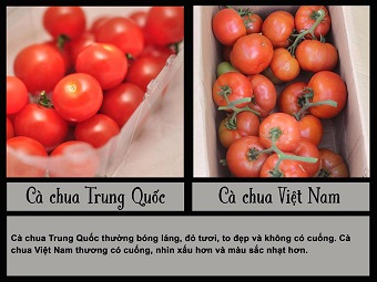 Cách Phận Biệt rau Củ Trung Quốc VÀ rau Củ Việt Nam