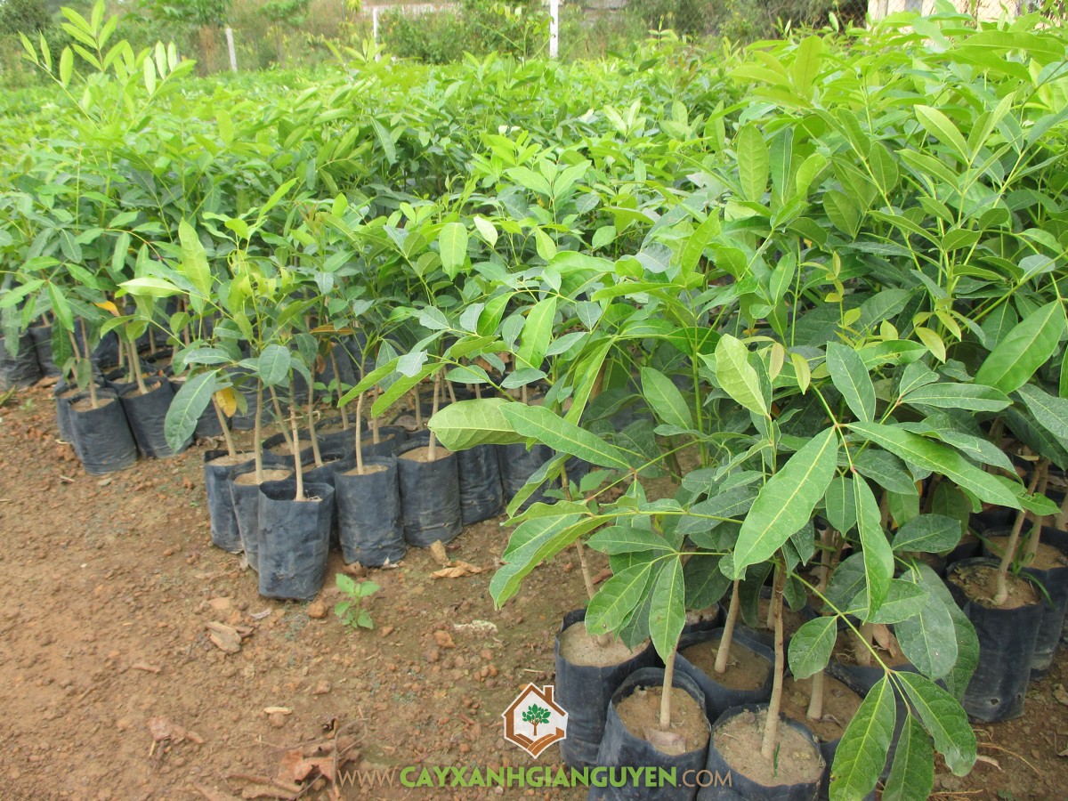 Cây Xà Cừ – CÔNG TY CỔ PHẦN CÂY XANH GIA NGUYỄN