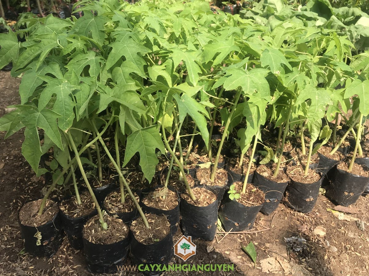 Cây Đu Đủ Ruột Đỏ – CÔNG TY CỔ PHẦN CÂY XANH GIA NGUYỄN