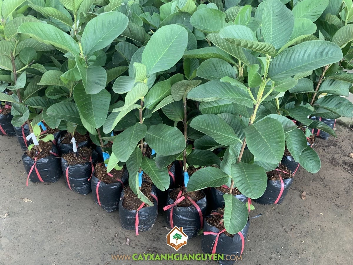 Cây Ổi RuBy Ruột Đỏ – CÔNG TY CỔ PHẦN CÂY XANH GIA NGUYỄN