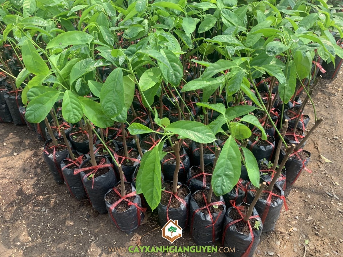 Cây Dâu Da Xanh – CÔNG TY CỔ PHẦN CÂY XANH GIA NGUYỄN