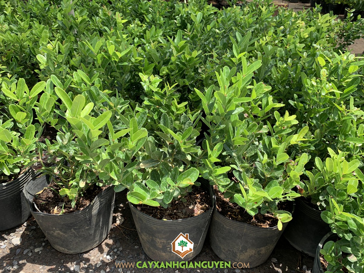 Cây Rô Bot Cây Si rô – CÔNG TY CỔ PHẦN CÂY XANH GIA NGUYỄN