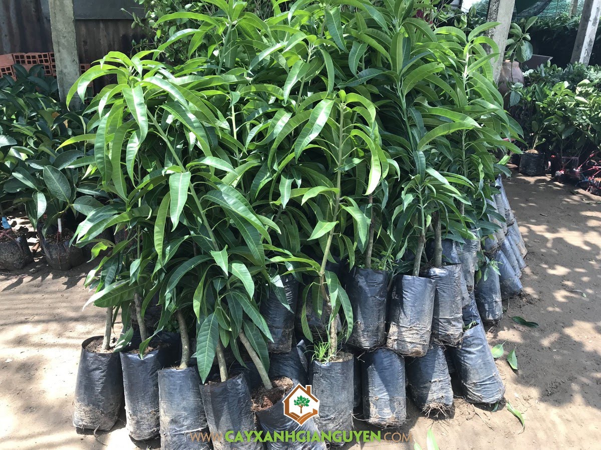 3. Những Yếu Tố Ảnh Hưởng Đến Giá Cây Xoài Giống