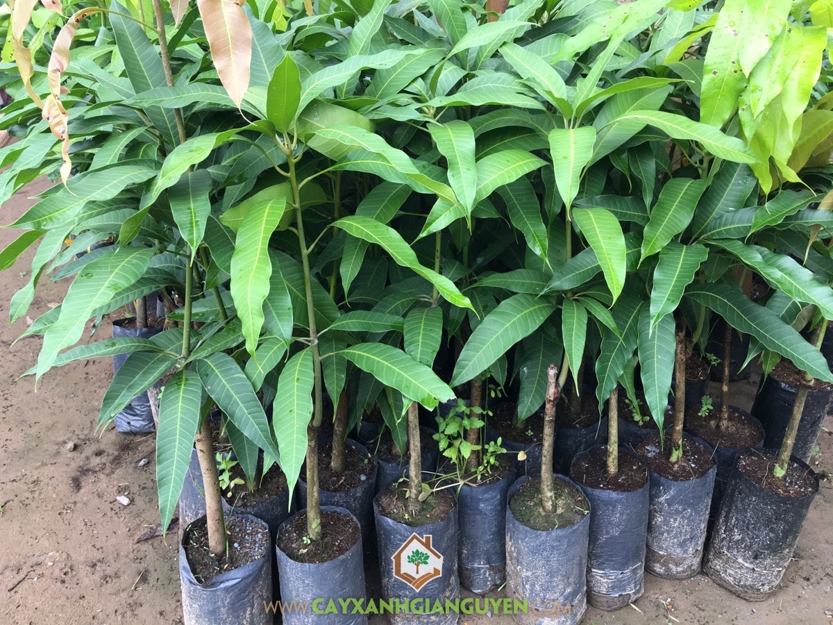 Thông tin về Cây Xoài Giống