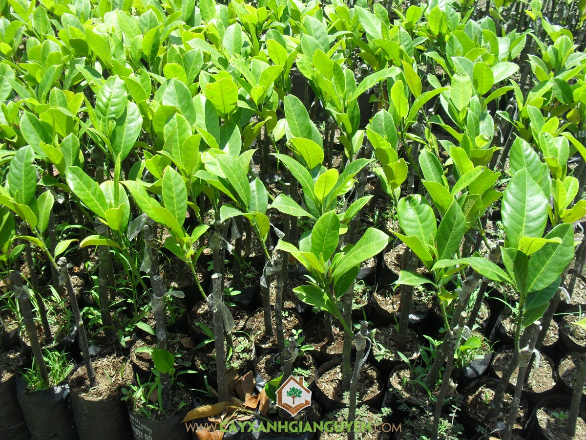 Cây Mít Tố Nữ – CÔNG TY CỔ PHẦN CÂY XANH GIA NGUYỄN