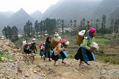 Phân bò 'cứu đói' (ST)