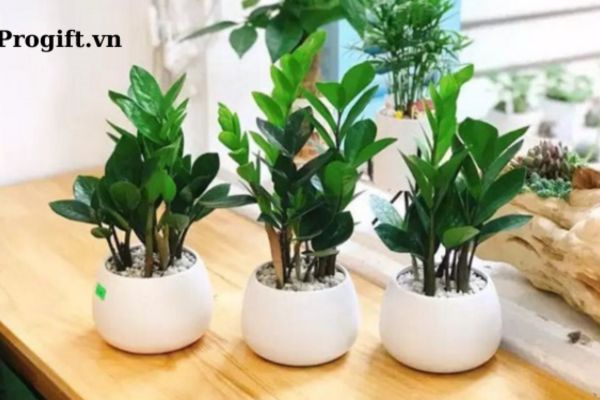 Những loại cây cảnh văn phòng để bàn đẹp, dễ sống và hợp phong thủy nhất