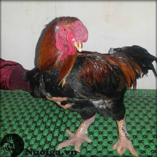 cách trị bệnh gà mổ lông nhau hiệu quả bằng phương pháp đeo kính cho gà