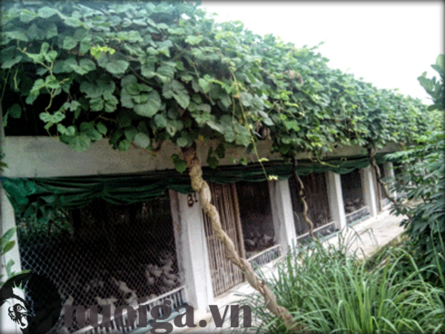 chống nóng cho chuồng gà
