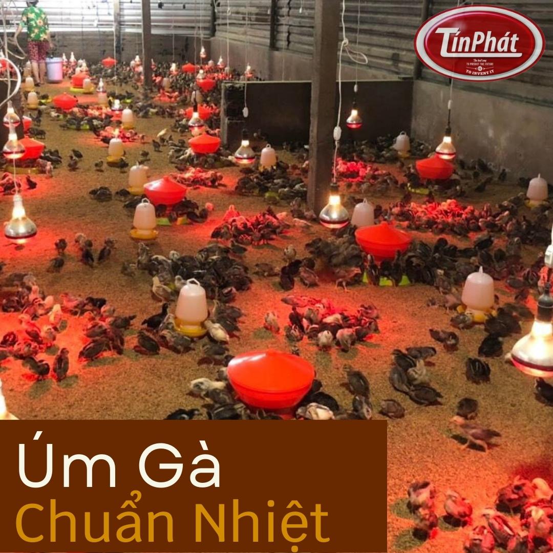 cách úm gà con hiệu quả nhất - không bị bệnh - hướng dẫn cách úm gà