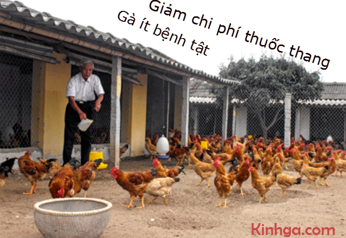 gà mổ lông nhau