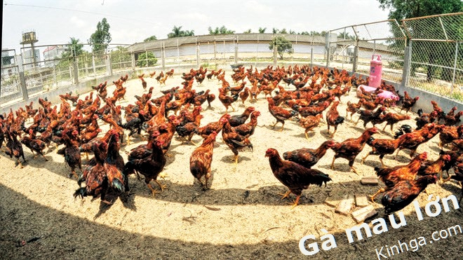 Tổng hợp 71 về mô hình nuôi gà trên sàn mới nhất  Tin học Đông Hòa