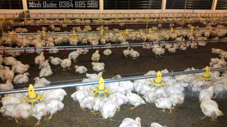 Máng cho gà ăn tự động Giải pháp hiện đại cho việc nuôi gà