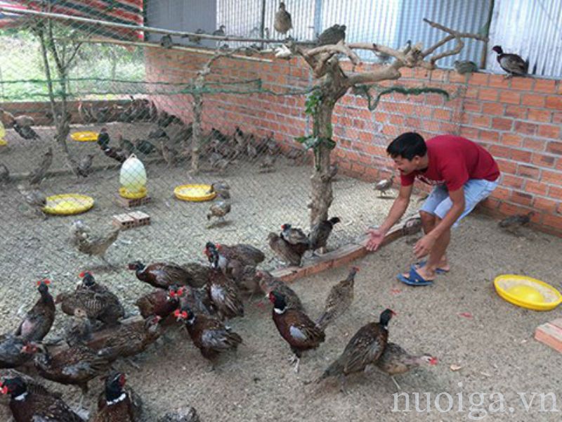 kính đeo mắt gà tre, chim trĩ