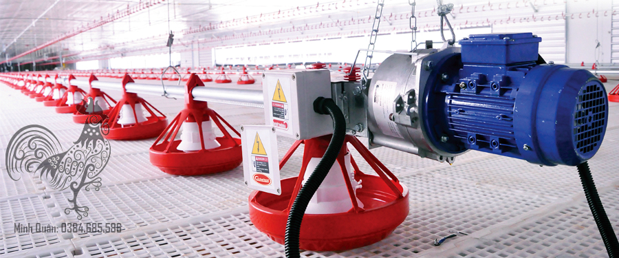 Máng ăn tự động cho gà Giải pháp tối ưu cho chăn nuôi