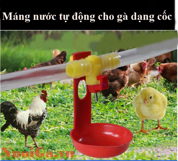 máng nước tự động