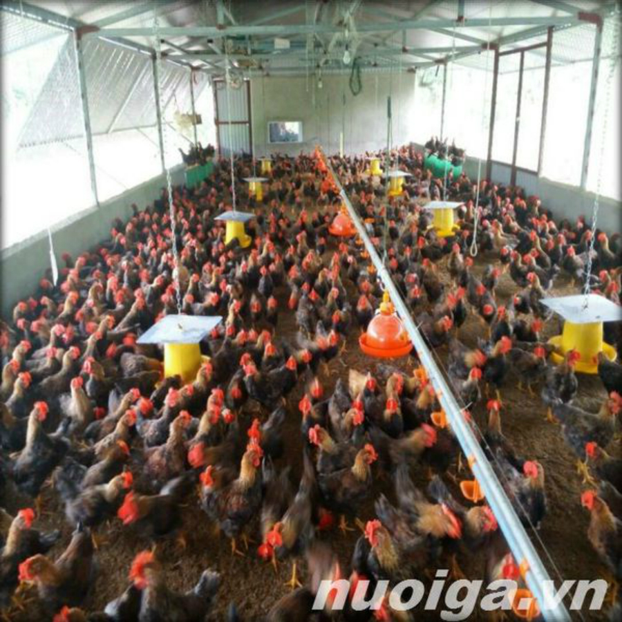 máng nước tự động cho gà