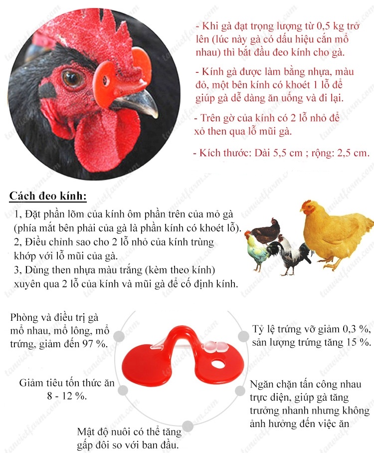 Trị bệnh mổ lông nhau cho gà chim trĩ hiệu quả bằng kính đeo mắt cho gà. mắt kính gà, kính gà kính chim trĩ
