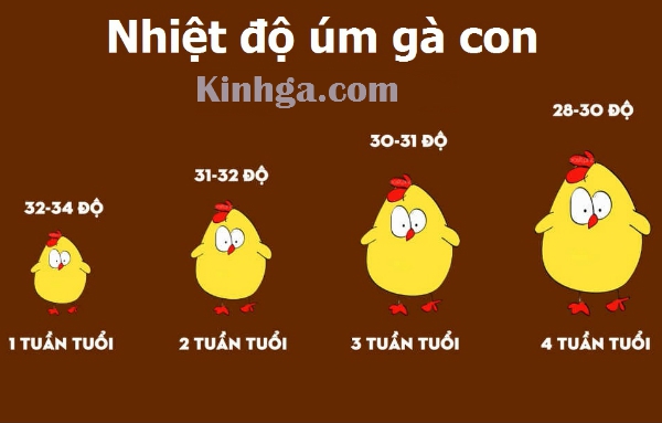 úm gà như thế nào