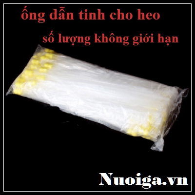 que thụ tinh cho heo