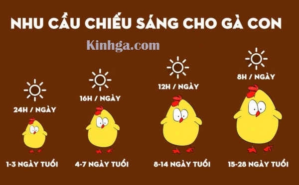 úm gà con và kỹ thuật úm gà