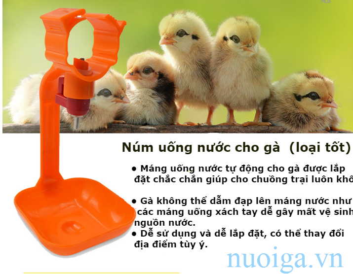 núm nước cho gà