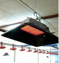 Đèn úm gà con Alke Sưởi úm hiệu quả cho vật nuôi nhập khẩu chính hãng từ Hà Lan