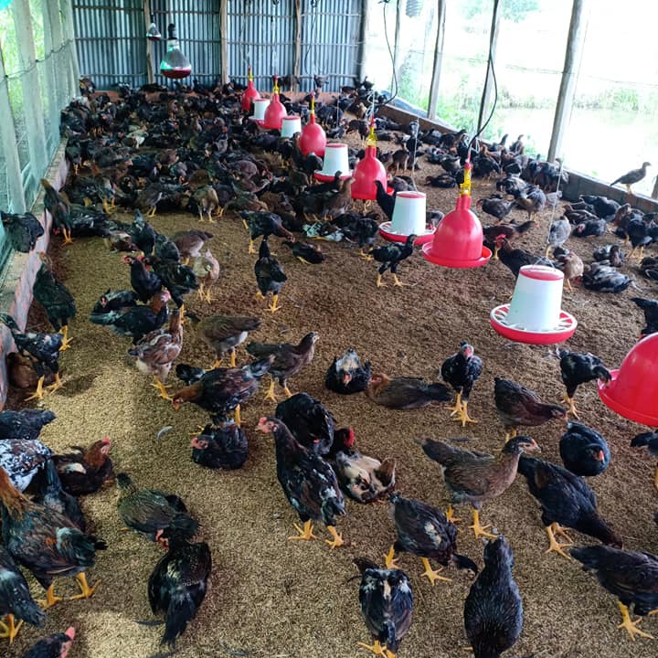 Tìm hiểu về máng nước chuông tự động cho gà và lợi ích khi sử dụng