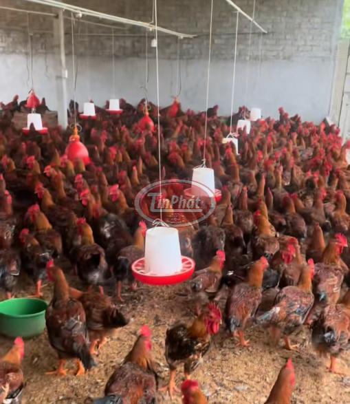 Máng ăn cho gà thả vườn - Đủ Các Loại Kích Cỡ
