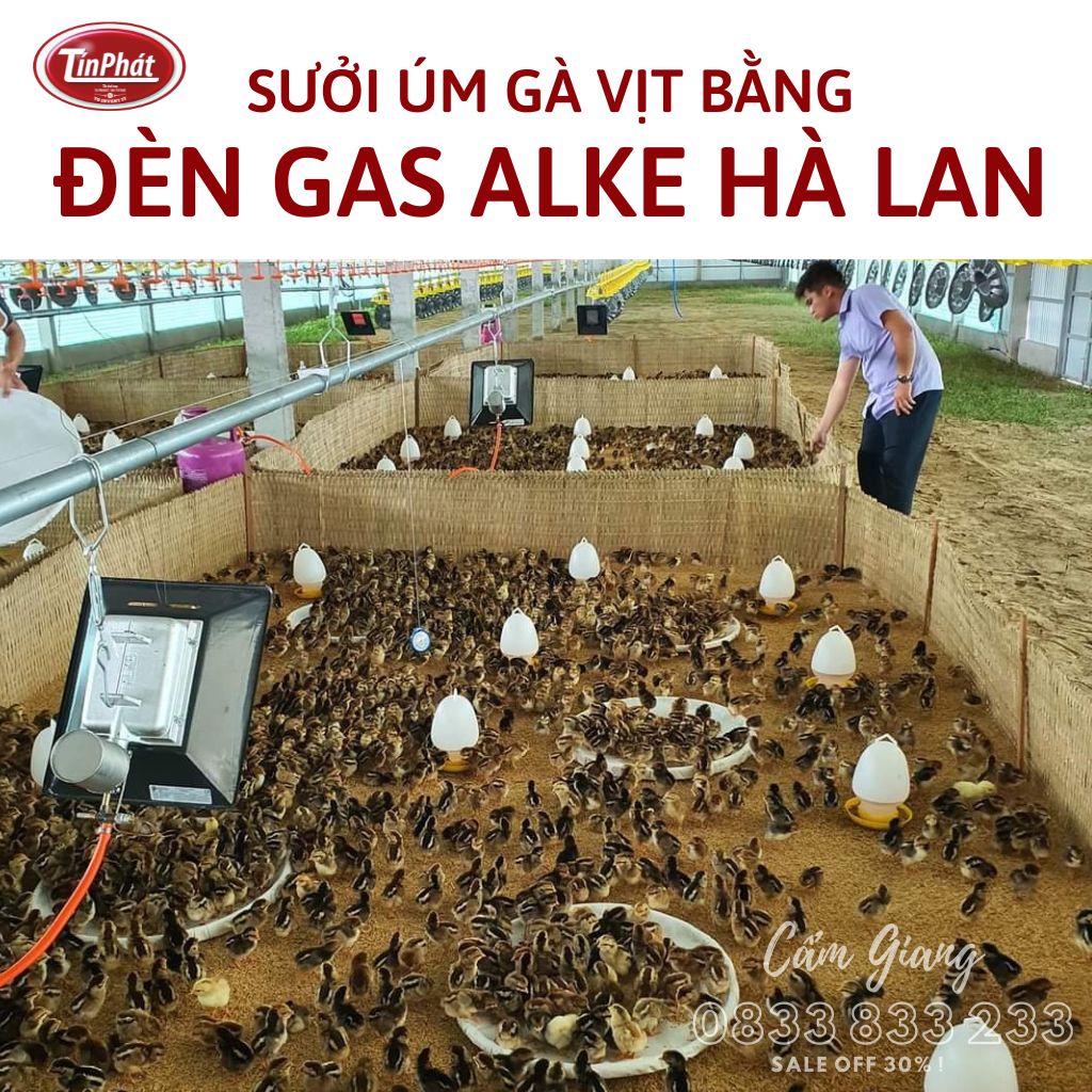 sưởi úm gà vịt bằng đèn gas alke hà lan