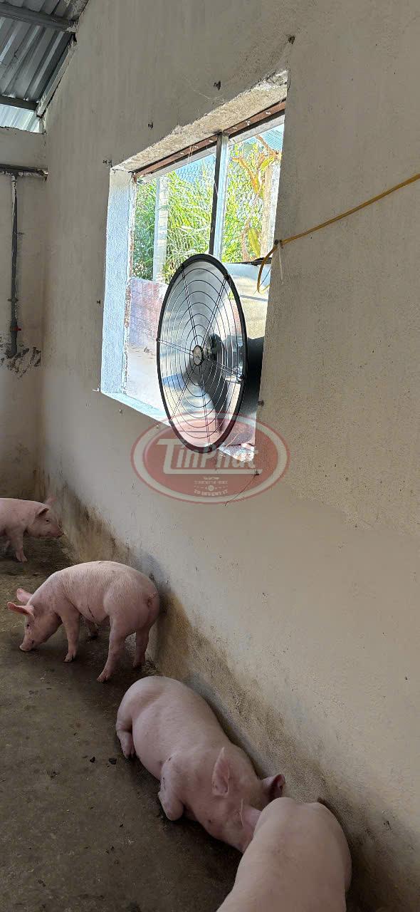 Quạt hút công nghiệp cỡ nhỏ