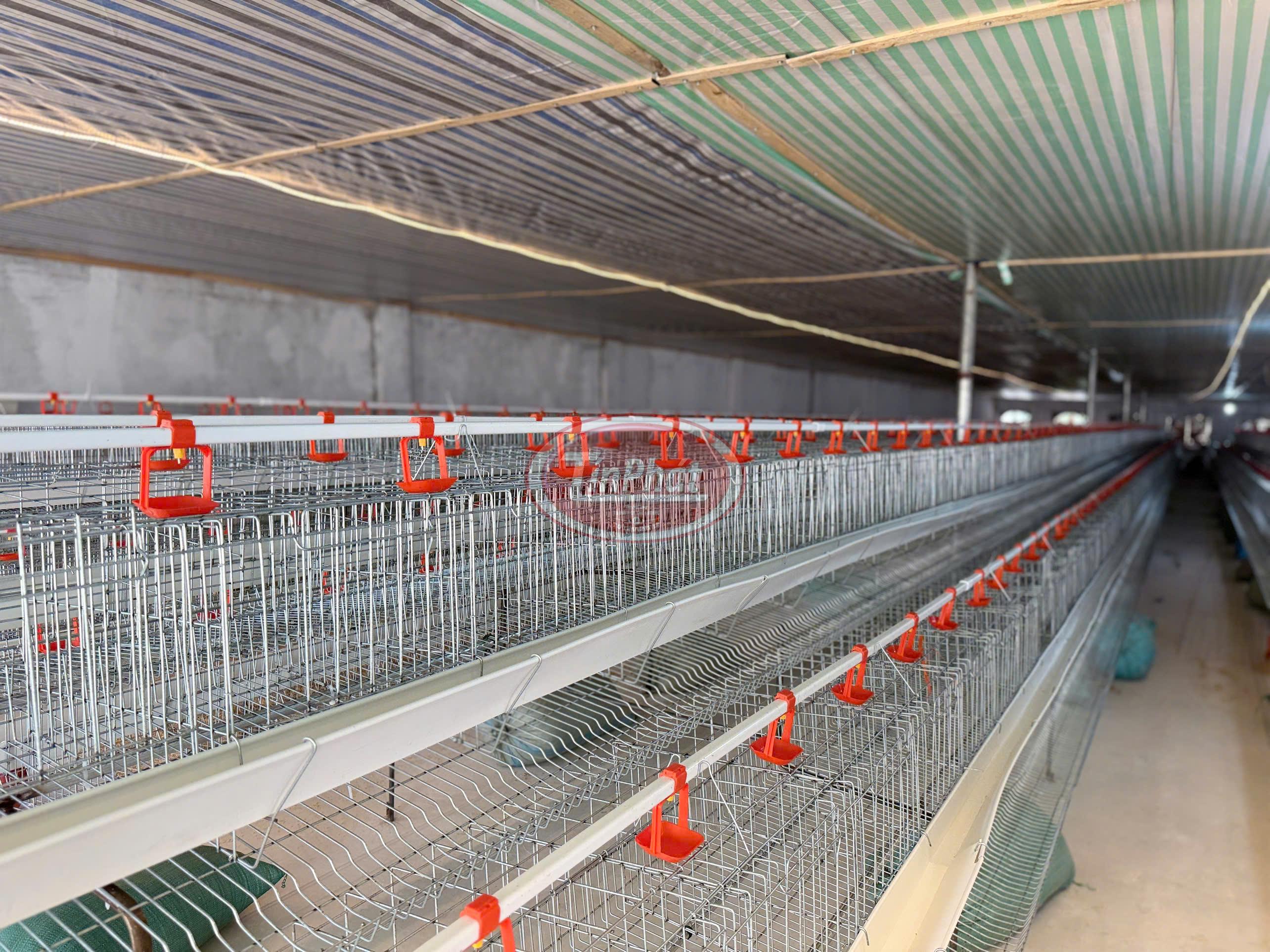 Lồng Nuôi Gà Đẻ Chất Lượng Cao - Tối Ưu Hiệu Quả Chăn Nuôi