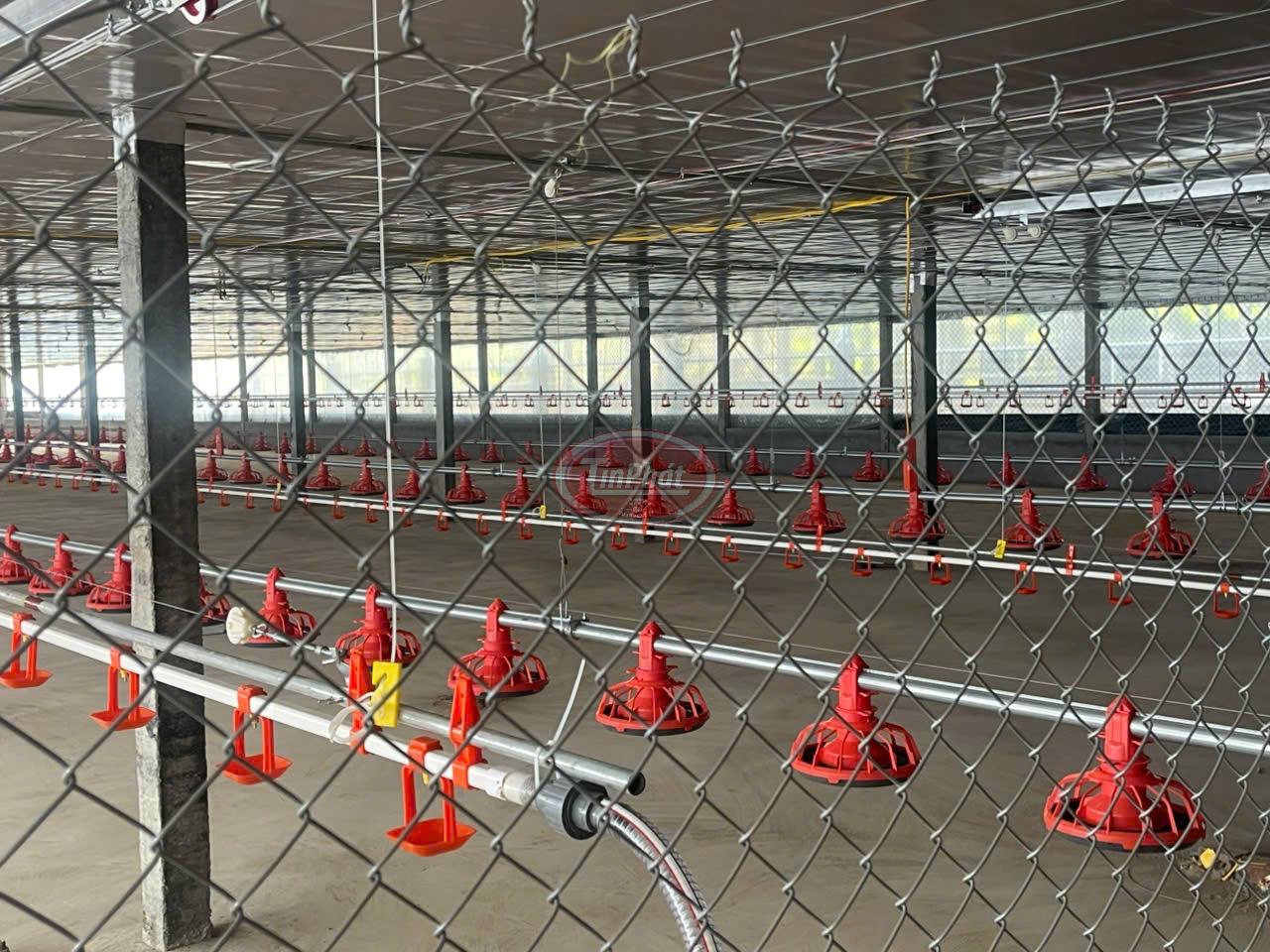 Hệ Thống Đường Ăn Tự Động Cho Gà – Giải Pháp Tối Ưu Hóa Chăn Nuôi Hiện Đại