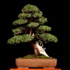 Giới thiệu những tác phẩm cây cảnh Bonsai đẹp